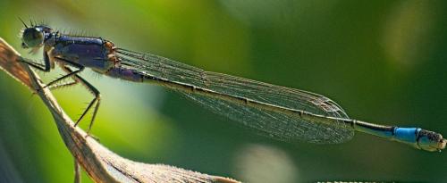 Réf. 340 399 : Ischnura elegans